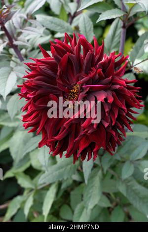 Dahlia 'Black Jack', grand cactus dahlia rouge profond dans le jardin de septembre.ROYAUME-UNI Banque D'Images