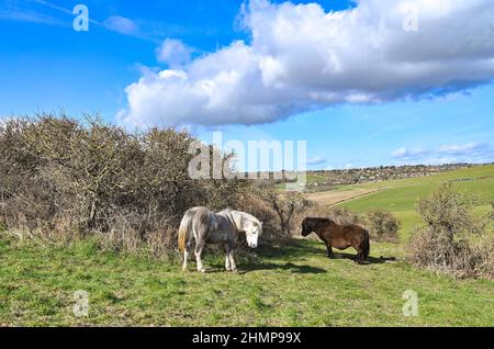 Eastbourne, Royaume-Uni. 11th février 2022 - Ponies pâturage Profitez du temps à Beachy Head près d'Eastbourne sur un beau après-midi ensoleillé mais beaucoup de temps plus doux et humide est prévu pour les prochains jours au Royaume-Uni : crédit Simon Dack / Alamy Live News Banque D'Images