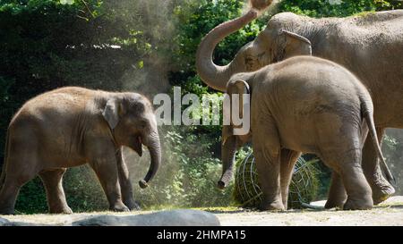 Bébé éléphant d'asie avec sa famille Banque D'Images