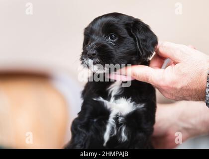 Chien terrier tibétain. Petit chien terrier tibétain noir et blanc assis obéissant. Mise au point sélective, espace de copie Banque D'Images