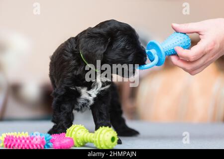 Chien de terrier tibétain traînant Un jouet bleu. Bébé chien mâchant un os jouet. Mise au point sélective, espace de copie Banque D'Images