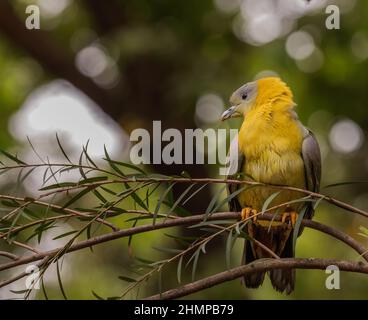 Pigeon vert à pieds jaunes reposant sur un arbre dans le jardin Banque D'Images