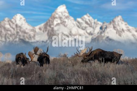 Faune animaux dans le parc national de Grand Teton, parc national de Yellowstone avec montagne et neige Banque D'Images