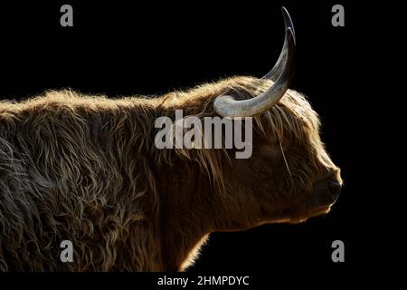 Vue latérale d'une vache Highland à cornes au soleil isolée sur le noir Banque D'Images