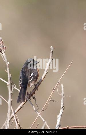 Un vertical d'un mâle de l'est de Towhee, Pipilo erythalthalmus Banque D'Images