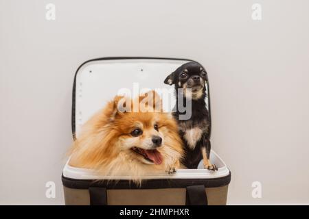 Deux chiens s'assoient ensemble dans un support ouvert. Chihuahua et Spitz regardent hors du sac. Transport des animaux. Banque D'Images