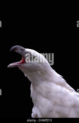 Portrait d'un aigle de mer à ventre blanc à bouche ouverte, Indonésie Banque D'Images