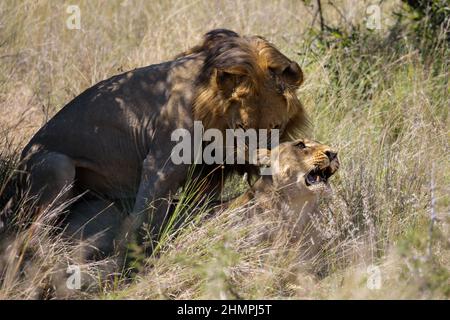 Lions homologues, parc national de Pilanesberg, Afrique du Sud Banque D'Images