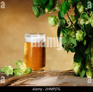 Encore la vie avec un verre de bière et de saut vert et des oreilles d'orge sur une table en bois ancienne Banque D'Images