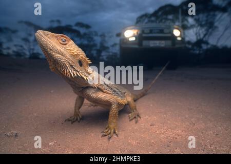 Dragon barbu sauvage (Pogona vitticeps) debout au milieu d'une route de terre au crépuscule avec véhicule en arrière-plan, Australie Banque D'Images