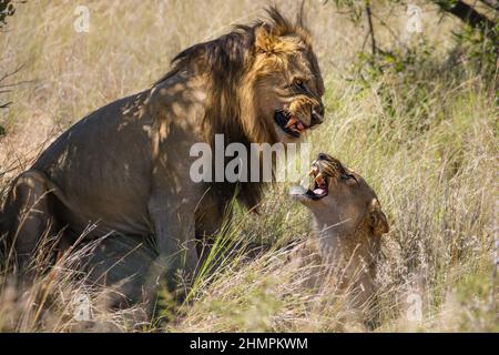 Lions homologues, parc national de Pilanesberg, Afrique du Sud Banque D'Images