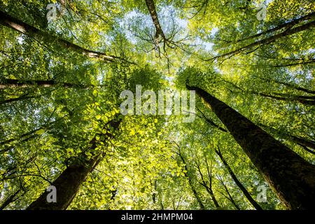 Vue à angle bas des hêtres dans la forêt de la Fageda d'en Jorda au lever du soleil, la Garrotxa, Gérone, Espagne Banque D'Images