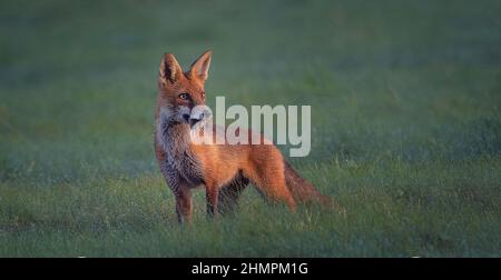 Renard rouge Vulpes il attrape une souris dans la prairie et regarda autour de la prise, la meilleure photo Banque D'Images