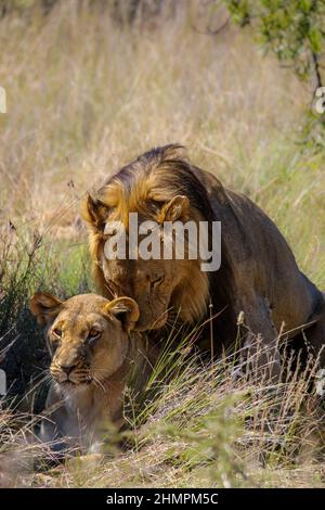 Lions homologues, parc national de Pilanesberg, Afrique du Sud Banque D'Images