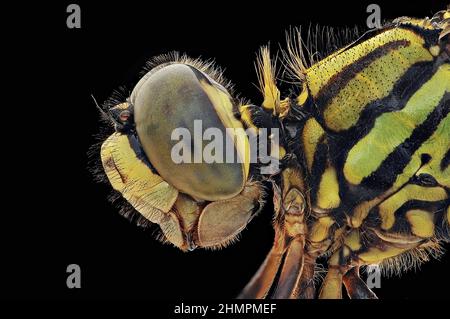Gros plan extrême de l'œil d'une libellule, Indonésie Banque D'Images