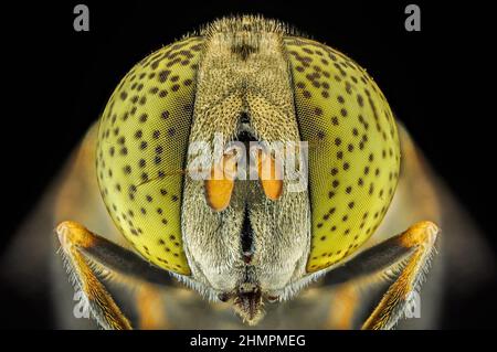 Gros plan extrême des yeux d'une mouche, Indonésie Banque D'Images
