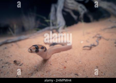 Lézard à capuchon à pied squameux (Pygopus nigriceps) dans les dunes de sable la nuit, en Australie Banque D'Images
