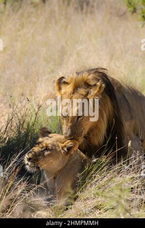 Lions homologues, parc national de Pilanesberg, Afrique du Sud Banque D'Images