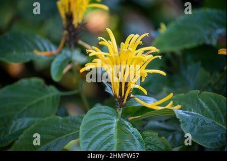 Fleurs de la plante jaune tropicale de jacobinia Justicia aurea d'Amérique centrale Banque D'Images