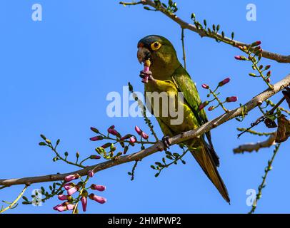 Un Parakeet à fronton orange (Eupsittula canicularis) se nourrissant sur les fleurs. San Blas, Nayarit, Mexique. Banque D'Images