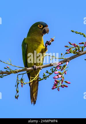 Un Parakeet à fronton orange (Eupsittula canicularis) se nourrissant sur les fleurs. San Blas, Nayarit, Mexique. Banque D'Images