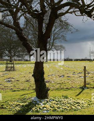 Cercle des Aconites d'hiver Banque D'Images