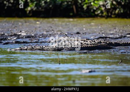 Crocodiles américains (Crocodylus acutus) reposant sur une rive de rivière. San Blas, Nayarit, Mexique. Banque D'Images