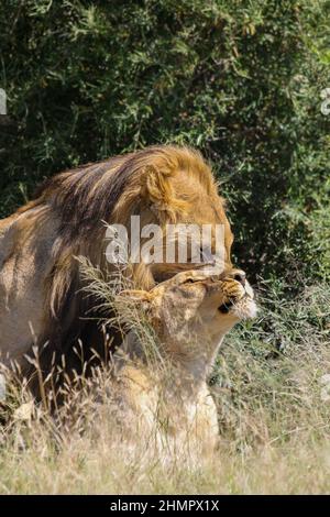 Lions homologues, parc national de Pilanesberg, Afrique du Sud Banque D'Images