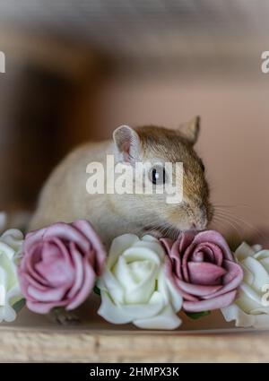 gerbil avec fleurs Banque D'Images