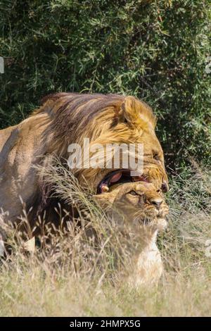 Lions homologues, parc national de Pilanesberg, Afrique du Sud Banque D'Images