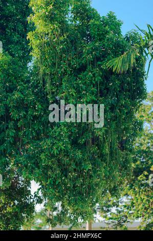 Arbre avec racines aériennes sur plante exotique. Arbre irréel sur la nature sauvage. Flore Exotica dans le pays tropical. Banque D'Images