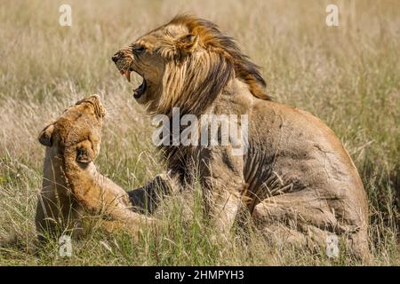 Lions homologues, parc national de Pilanesberg, Afrique du Sud Banque D'Images