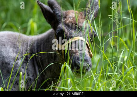 Gros plan des jeunes rennes qui bissent dans la prairie verte. Rangifer tarandus. Banque D'Images