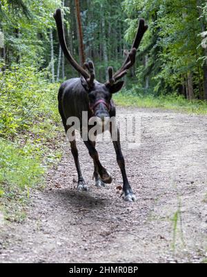 Gros plan vertical du renne de course. Rangifer tarandus. Banque D'Images