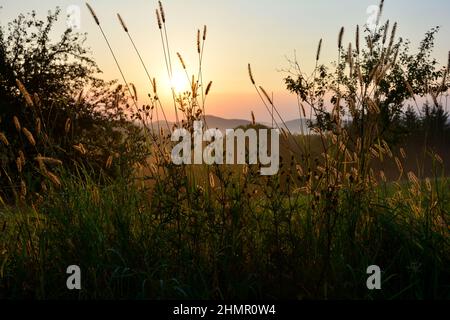 Le soleil brille à travers la grande herbe tôt le matin Banque D'Images