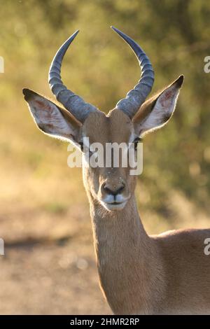 Jeune Impala RAM, Pilanesberg Banque D'Images