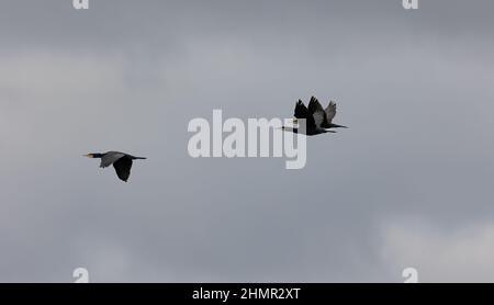 trois cormorans volants, vue latérale, contre un ciel gris uniforme Banque D'Images