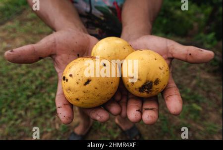 Une récolte récente de fruits Pouteria caimito a été effectuée par un membre de la communauté autochtone Embera Kipara à Nuqui, Choco, Colombie, le 3 juillet 2021 Banque D'Images