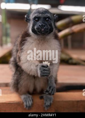 Le 4 juillet 2021, à Nuqui - Choco, en Colombie, on a vu un moine tamarin au sommet du coton dans le territoire communautaire autochtone Embera Kipara Banque D'Images
