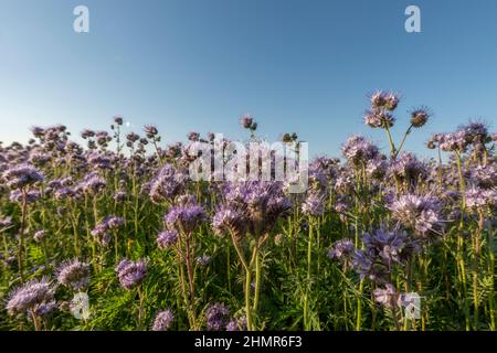 Fleurs sauvages au milieu du champ avec beaucoup d'herbe verte et de ciel bleu Banque D'Images