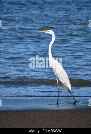 Un magnifique Grand Egret blanc avec des plumes d'aile wispy soufflant dans le vent, marche le long d'une plage avec le fond d'eau bleu de la plage de Playa Potrero Banque D'Images