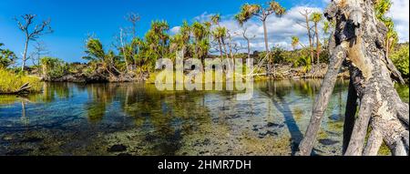 Piscine saumâtre et arbres de Halla entourés de Lava Field près de Pohue Bay, Hawaii Island, Hawaii, États-Unis Banque D'Images