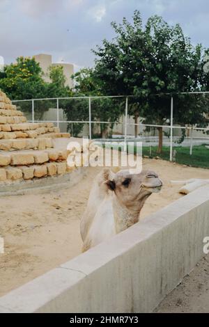 Vue à dos de chameau de la clôture du zoo, animal captif au Caire, Egypte Banque D'Images