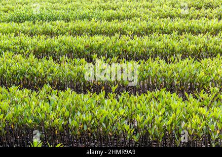 Plantules de mangrove destinées à la plantation dans une forêt de mangroves à Bali, en Indonésie. Banque D'Images