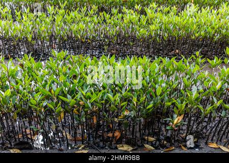 Plantules de mangrove destinées à la plantation dans une forêt de mangroves à Bali, en Indonésie. Banque D'Images