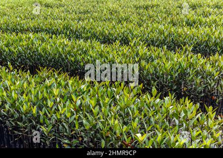 Plantules de mangrove destinées à la plantation dans une forêt de mangroves à Bali, en Indonésie. Banque D'Images