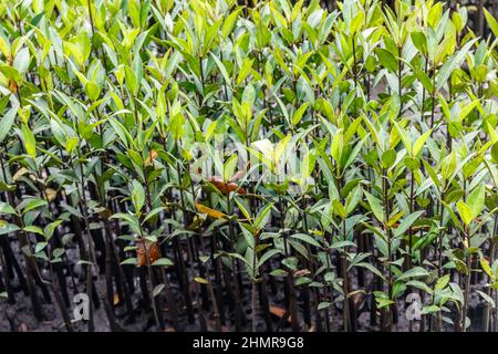 Plantules de mangrove destinées à la plantation dans une forêt de mangroves à Bali, en Indonésie. Banque D'Images