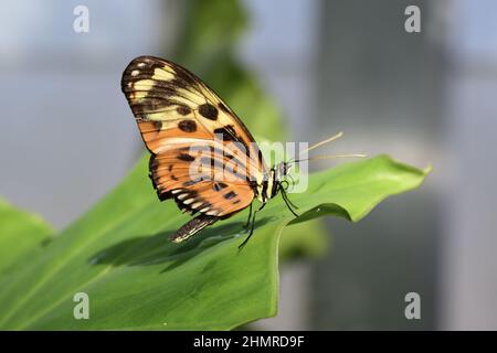 Gros plan d'un papillon à longue tigre debout sur une grande feuille verte par temps ensoleillé Banque D'Images