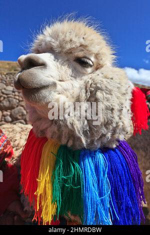 Gros plan d'un visage d'un Alpaca blanc avec col tricoté coloré, un jour ensoleillé à Cusco, Pérou Banque D'Images