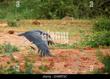 Marabout Stork - Leptoptilos crumeniferus, grand cigogne des bois africains, buissons et rives du lac, Tsavo West, Kenya. Banque D'Images